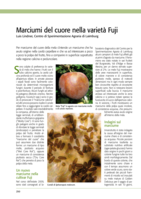 Marciumi del cuore nella varietà Fuji