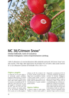MC 38/Crimson Snow®