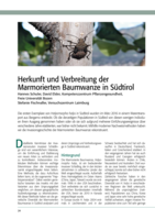 Herkunft und Verbreitung der Marmorierten Baumwanze in Südtirol