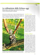 La coltivazione della Schiava oggi