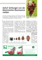 Aufruf: Sichtungen von der Marmorierten Baumwanze melden