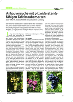 Anbauversuche mit pilzwiderstandsfähigen Tafeltraubensorten