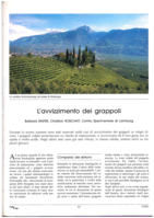 L' avvizzimento dei grappoli