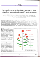La gestione oculata delle gemme a fiore significa garanzia di qualità e di prodotto
