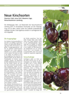 Neue Kirschsorten