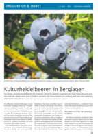 Kulturheidelbeeren in Berglagen