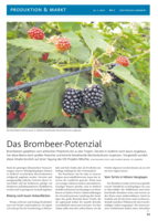 Das Brombeer-Potenzial