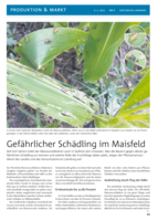 Wie man den Maiswurzelbohrer erkennt