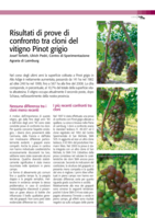 Risultati di prove di confronto tra cloni del vitigno Pinot grigio