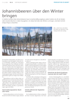 Johannisbeeren über den Winter bringen