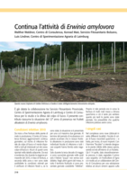 Continua l’attività di Erwinia amylovora