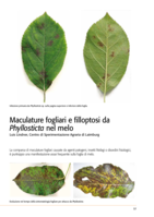 Maculature fogliari e filloptosi da Phyllosticta nel melo