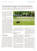 Sortenprüfungen mit Buchweizen