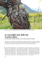 La cocciniglia nera della vite in primo piano