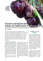 Grenzen und Risiken beim Anbau von Süßkirschen in Höhenlagen