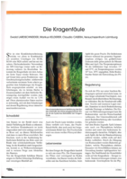 Die Kragenfäule - Ein fast in Vergessenheit geratenes Problem erhält wieder eine neue Bedeutung