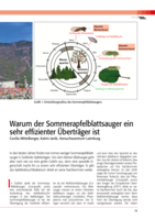 Warum der Sommerapfelblattsauger ein sehr effizienter Überträger ist