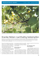 Kranke Reben nachhaltig bekämpfen