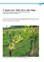 Il “piede nero” della vite in Alto Adige