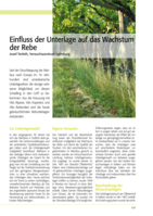 Einfluss der Unterlage auf das Wachstum der Rebe