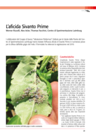 L’aficida Sivanto Prime