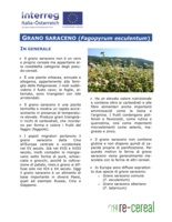 Scheda tecnica per la coltivazione di grano saraceno