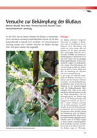 Versuche zur Bekämpfung der Blutlaus