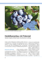 Heidelbeeranbau mit Potenzial