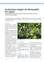 Trockenstress steigert die Weinqualität bei Lagrein