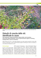 Disturbi di crescita delle viti: identificate le cause