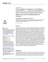 The ‘Candidatus Phytoplasma mali’ effector protein SAP11CaPm interacts with MdTCP16, a class II CYC/TB1 transcription factor that is highly expressed during phytoplasma infection