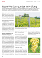 Neue Weißburgunder in Prüfung