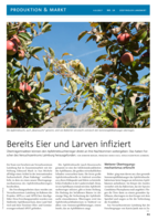 Bereits Eier und Larven infiziert