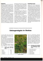 Edelaugenabgabe im Obstbau