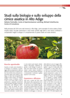 Studi sulla biologia e sullo sviluppo della cimicie asiatica