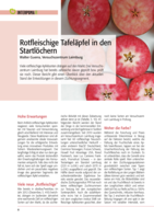 Rotfleischige Tafeläpfel in den Startlöchern