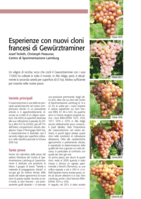 Esperienze con nuovi cloni francesi di Gewürztraminer