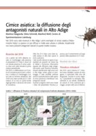 Cimice asiatica: la diffusione degli antagonisti naturali in Alto Adige