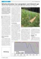 Schafwollmatten tun Jungreben und Umwelt gut