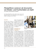 Phytophthora cactorum als Verursacher von Rinden- und Fruchtschäden am Apfel