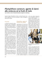Phytophthora cactorum, agente di danni alla corteccia ed ai frutti di melo