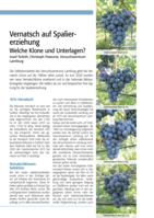 Vernatsch auf Spaliererziehung, welche Klone und Unterlagen