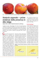 Venturia asperata – prime evidenze della presenza in Alto Adige