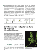 Schnittvarianten der Spaliererziehung im Vergleich