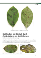 Blattflecken mit Blattfall durch Phyllosticta sp. an Apfelbäumen