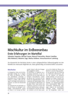 Mischkultur im Erdbeeranbau - Erste Erfahrungen im Martelltal
