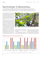 Nachhaltiger Erdbeeranbau