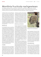 Monilinia fructicola nachgewiesen