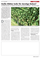 Heiße Blätter Indiz für durstige Reben? Ist Blatttemperatur ein Maß für die Wasserversorgung der Rebe?