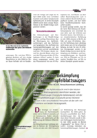Versuche zur Bekämpfung des Sommerapfelblattsaugers